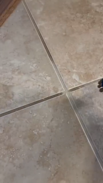 EcoPure steam cleaner restoring bright white grout on floor tiles